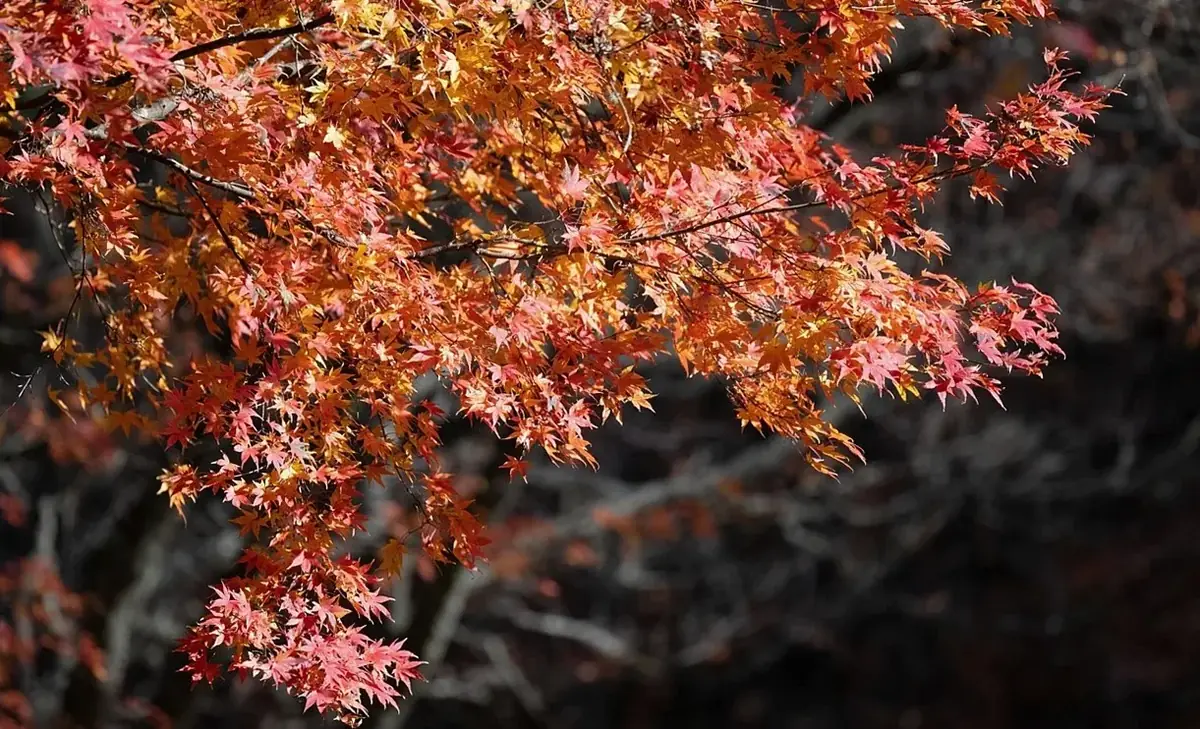Red maple branches against a dark background
